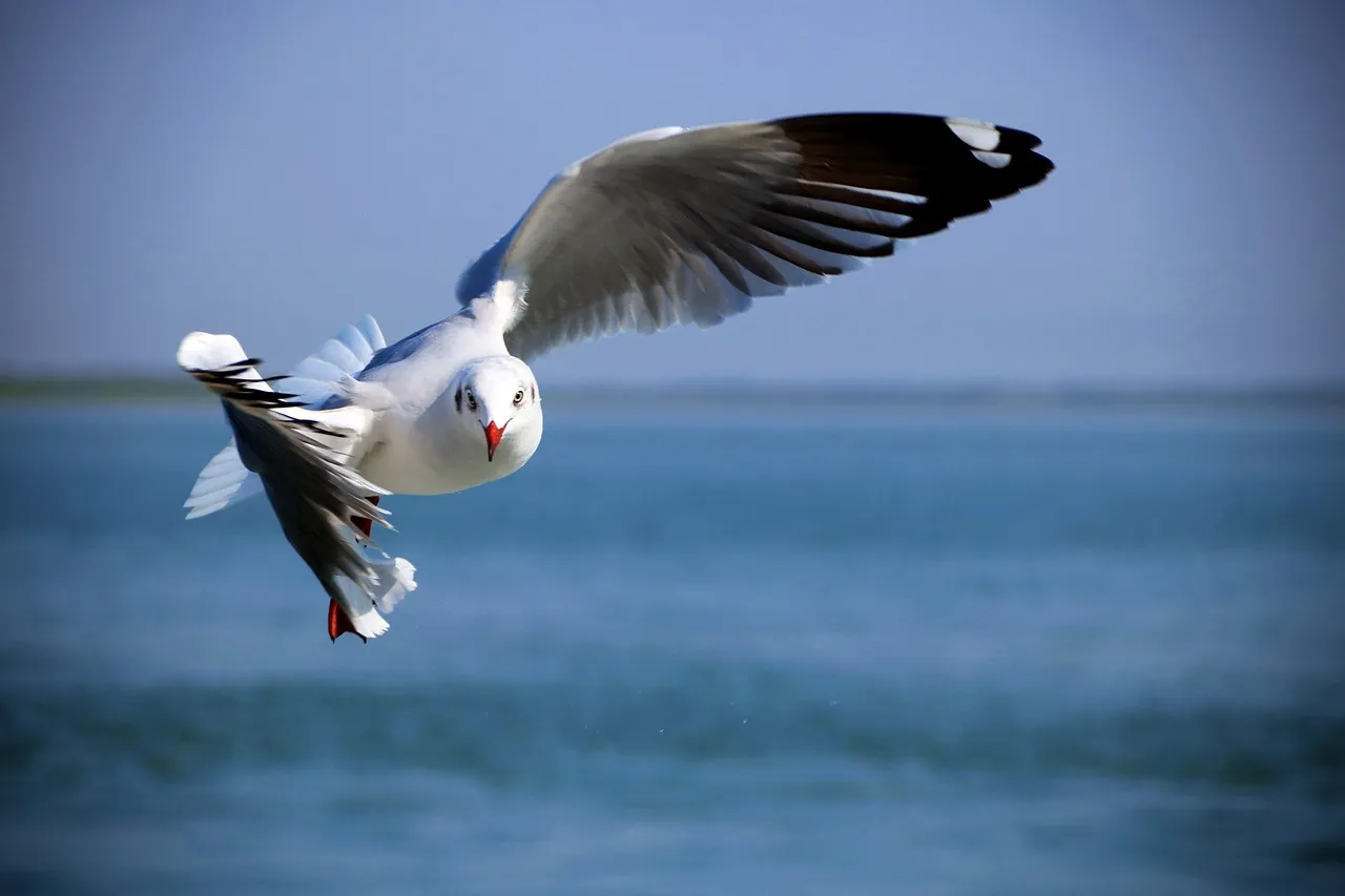 Elegant Seaguls